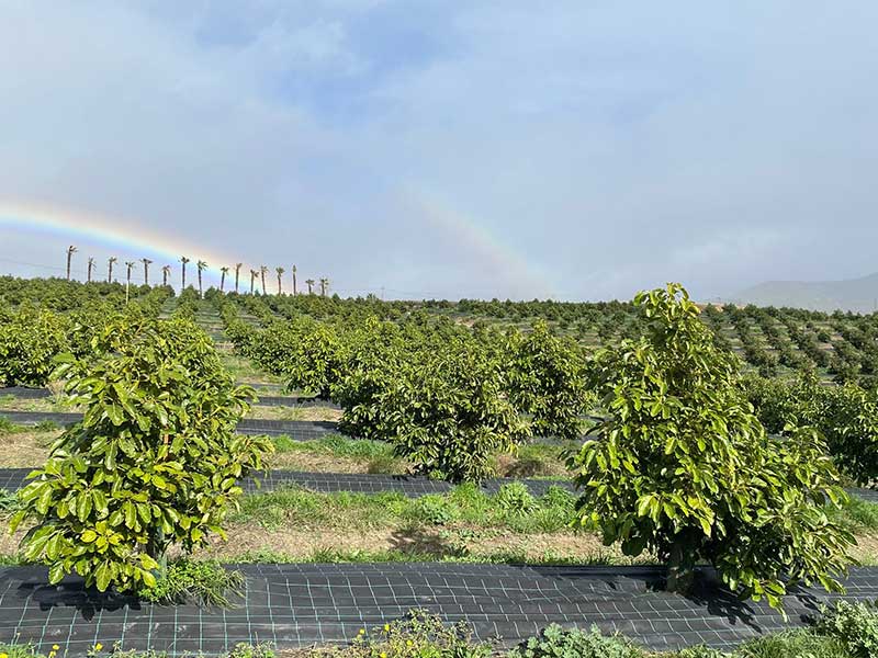 Entrevista a Alicia Talavera - Finca Solmark