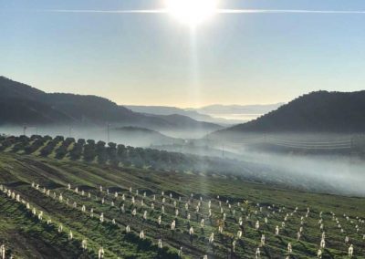 Aguacates ecológicos - Finca Solmark