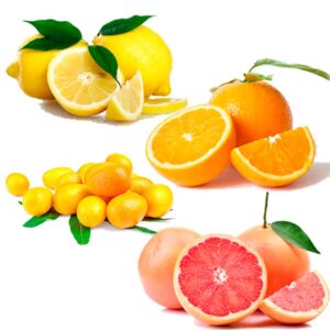 Ecologisk Citrusfrukt - Finca Solmark