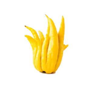 Buddhas Hand Ekologisk Frukt - Finca Solmark