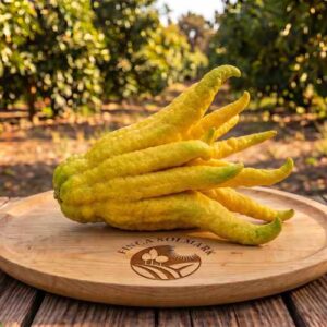 Buddhas Hand EKO st