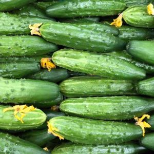 Fransk Gurka EKO 2kg